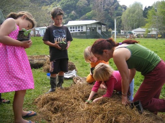 Kohukohu School littlies plant out the seedlings they raised into their school garden