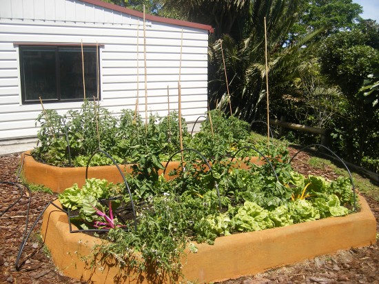 Organiponico garden project in schools