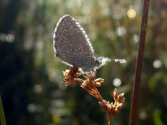 Winner: "Little Blue Butterfly in the dew" by Bjorn Aslund