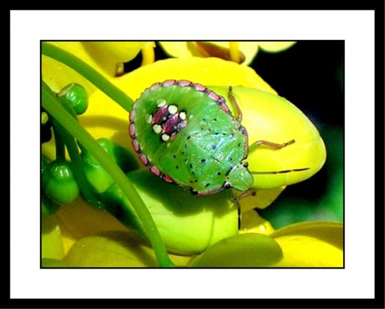 Third Place: "Green beetle" by Jane Brown