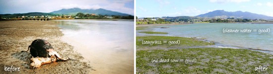 Photo: www.harbourcare.co.nz