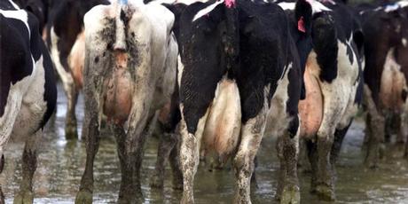 Dirty dairying - the level of 'significant non-compliance' with resource consent limits has risen from 12pc to 15pc of farms. Photo / Wairarapa Times Age