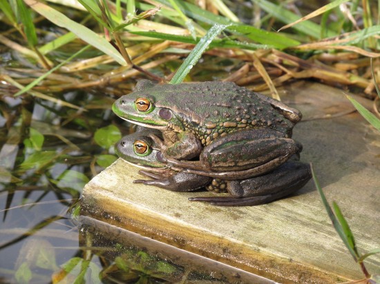 Third Place: "Frog Stack" by Ruth Renner (Diggers Valley)