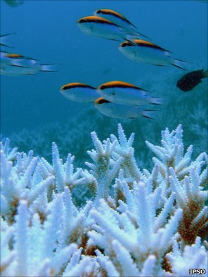 Coral reefs are subject to "multiple stressors" that could destroy many within a human generation. Photo IPSO