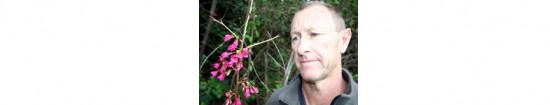 Tony Davies-Colley with a Taiwan cherry tree that is just starting to flower in Whangarei.  The Northland Regional Council member wants people to kill as many of the invasive trees as possible.